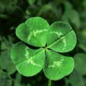 Meet your Posher, Danette